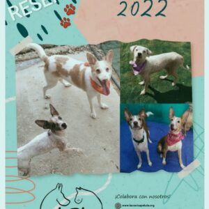 CALENDARIO 2022 + DECIMO NAVIDAD